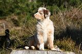 BERGER AUSTRALIEN PUPPIES 657